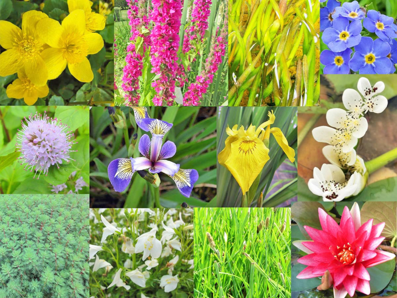 H2O Wasserpflanzen Basic Sortiment